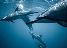 绝地反击！上赛季英超，内托补时绝杀，切尔西2-1险胜富勒姆